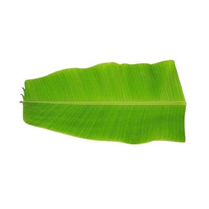 Banana Leaves