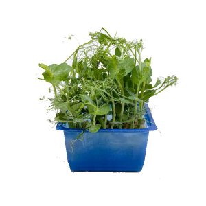 Affila Cress Box