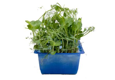 AFFILA-CRESS