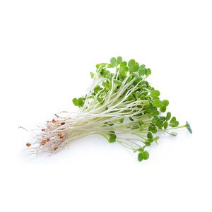 Alfalfa Sprouts Punnet
