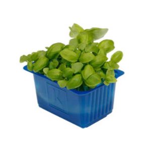 Basil Cress Punnet