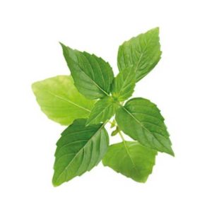 Basil leaves hot Thai 500g