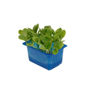 Borage Cress Punnet