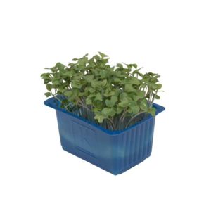 Broccoli Cress Box