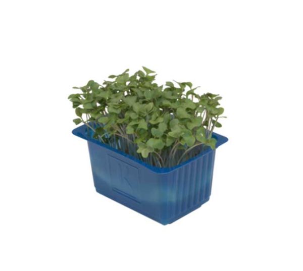 Broccoli Cress Box – Gulf Garden Foodstuff Trading | Dubai | UAE