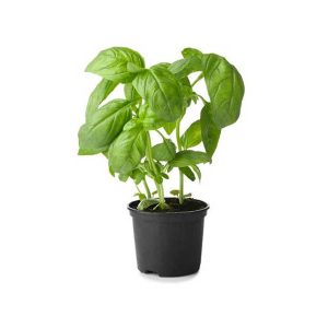 Basil leaves Pot