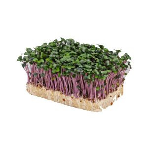 Cabbage Cress Punnet