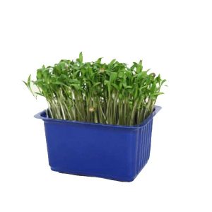Coriander Cress Box