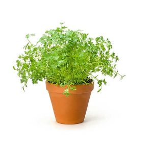 Chervil Pack 100g
