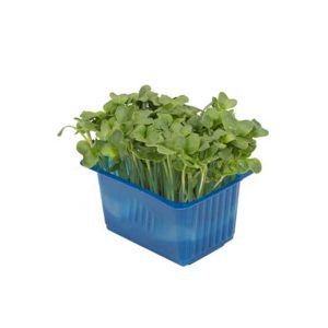 Daikon Cress Green Punnet