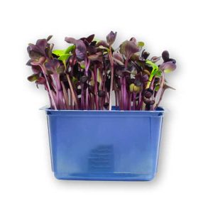 Daikon Cress Purple Punnet
