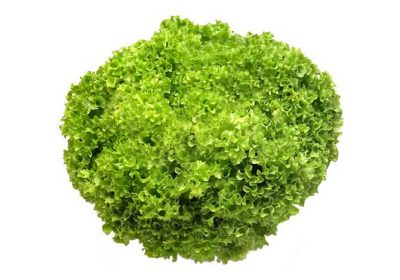 LETTUCE-LOLLO-BIANCO-LOCAL-gg