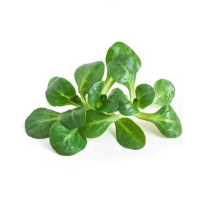Lettuce Mache Pack-125g