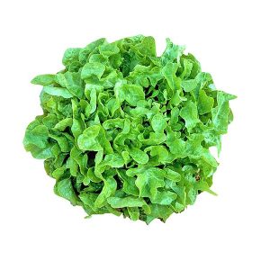 Lettuce Oak Leaves Holland 200-300g/pc