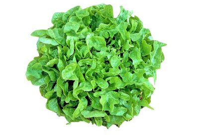 Lettuce-oak-leaves-gg Lettuce-oak-leaves-gg