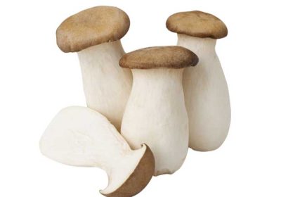 MUSHROOM-KING-OYSTER-GG MUSHROOM-KING-OYSTER-GG