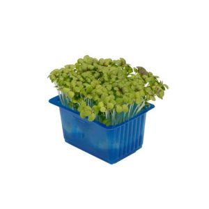 Mustard Cress Box