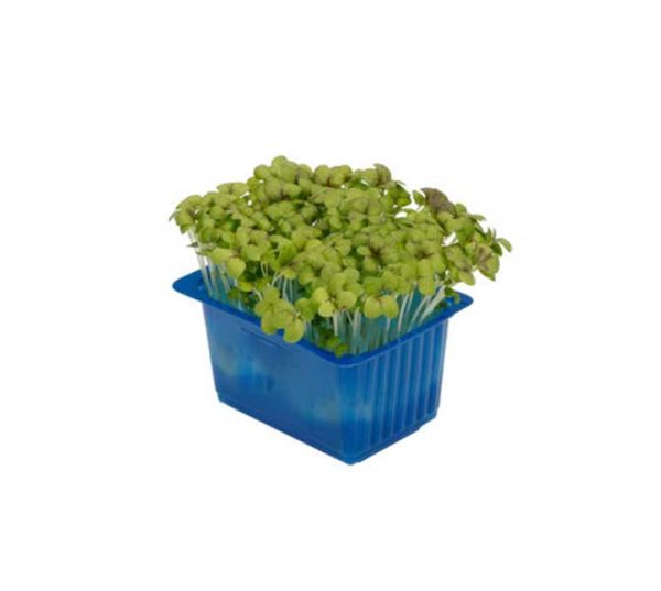 Mustard Cress Box – Gulf Garden Foodstuff Trading | Dubai | UAE