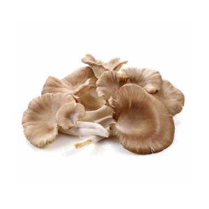 Mushroom Oyster Box