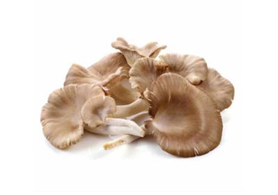 Mushroom-Oyster-gg Mushroom-Oyster-gg