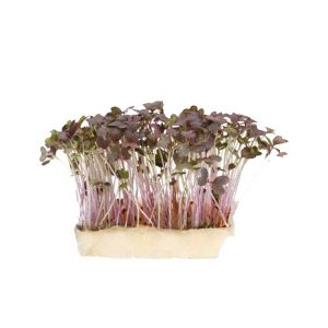Mustard Red Cress Box