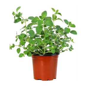 Oregano Leaves 30g