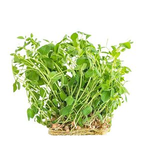 Pea Shoots-Punnet