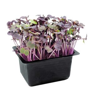 Radish Red Cress Box