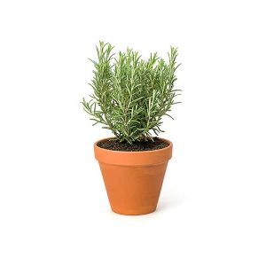 Rosemary Pack 30g