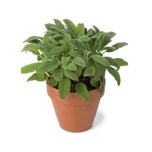 Sage -Pack