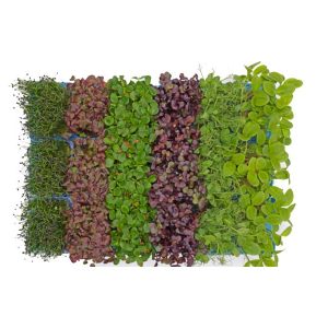 Sakura Cress Mix