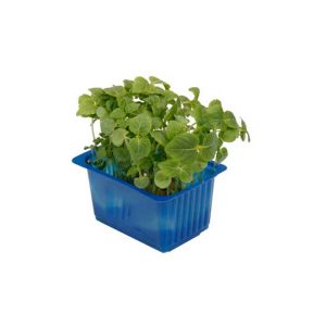 Shiso Cress Green Box
