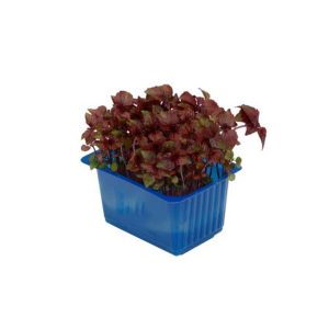 Shiso Cress Purple