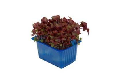 Shiso-Cress-Purple-gg Shiso-Cress-Purple-gg