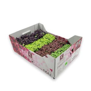 Shiso Mix Cress Box