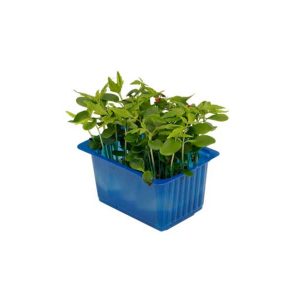 Tahoon Cress BOX