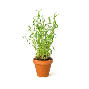 Taragon Leaves 30g