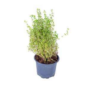 Thyme Leaves 30g
