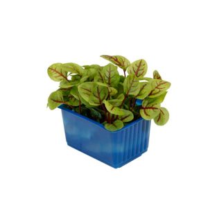 Vene Cress Punnet