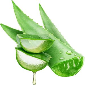 Aloe Vera 900-1000g
