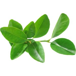 Lemon Leaves Pack-450-500g