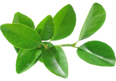 lemon-leave lemon-leave
