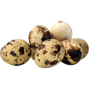 Eggs Quail Tray