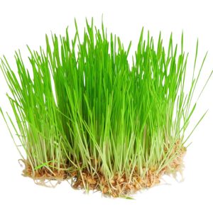 Wheat Grass Box