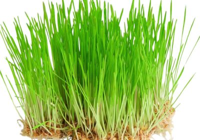 wheatgrass wheatgrass